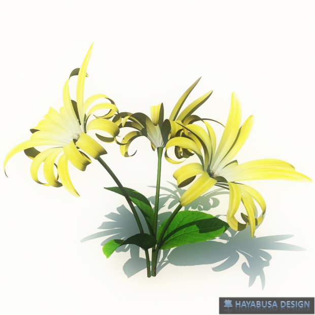 Hayabusa Design Hemerocallis Flower -1